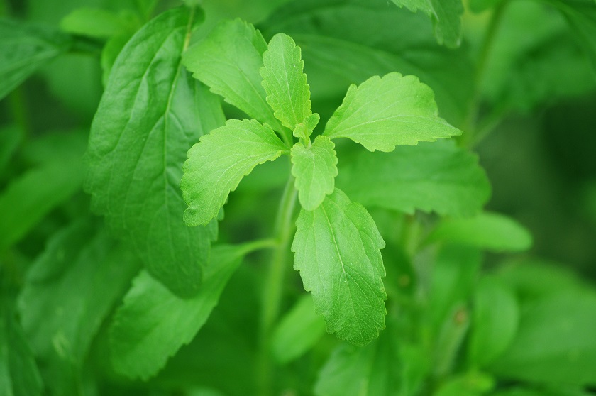 A Stevia a természetes édesítők királya A Stevia a természetes édesítők királya